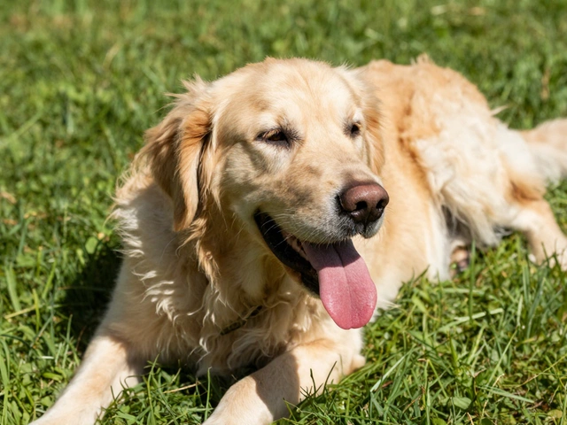 Dog Heat Stroke and Burns: Emergency Cooling and First Aid Guide