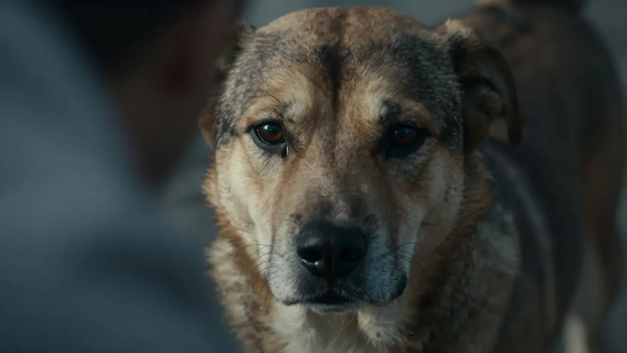 Close-up of a dog's face showing an intense, unblinking hard stare at a target