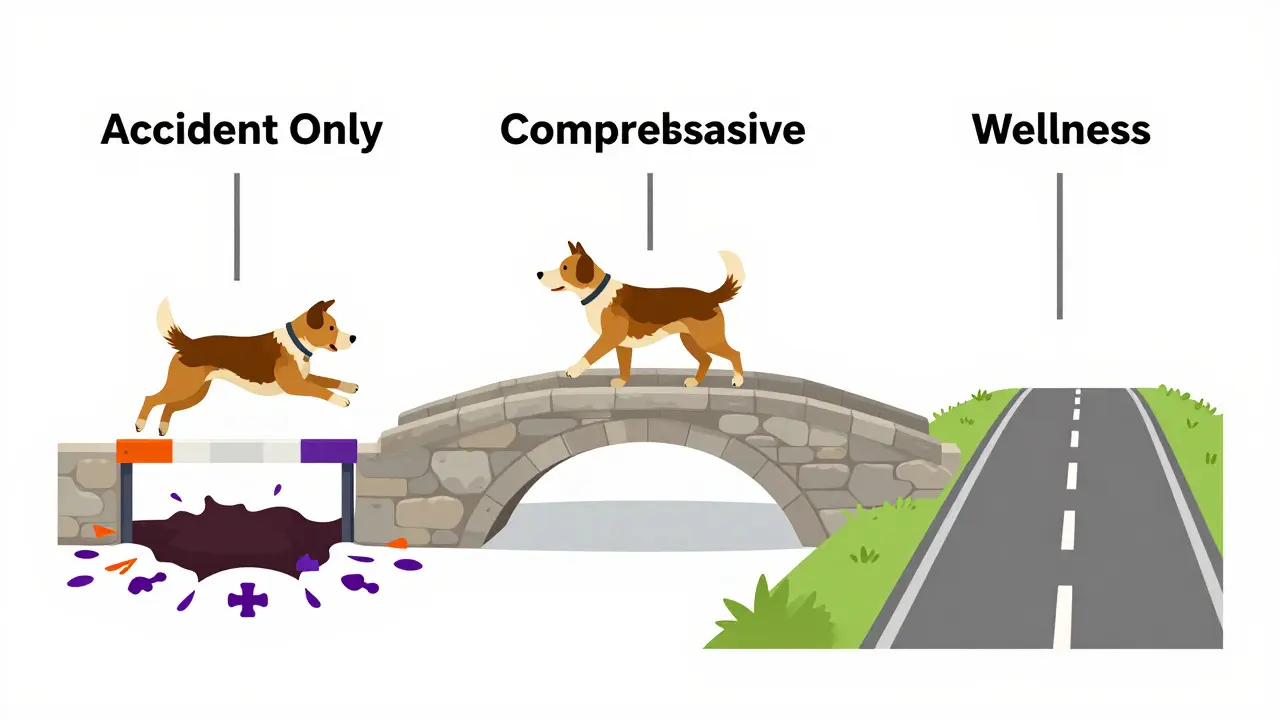 Illustration comparing accident-only, comprehensive, and wellness pet insurance paths