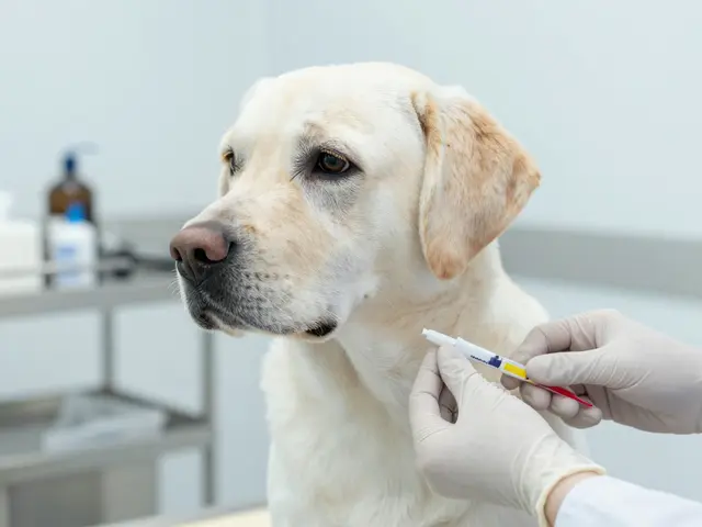 Blood Testing for Dog Allergies: Serology Explained