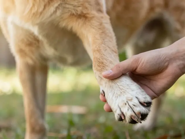 Dog Fractures and Broken Bones: Immobilization Techniques for First Aid