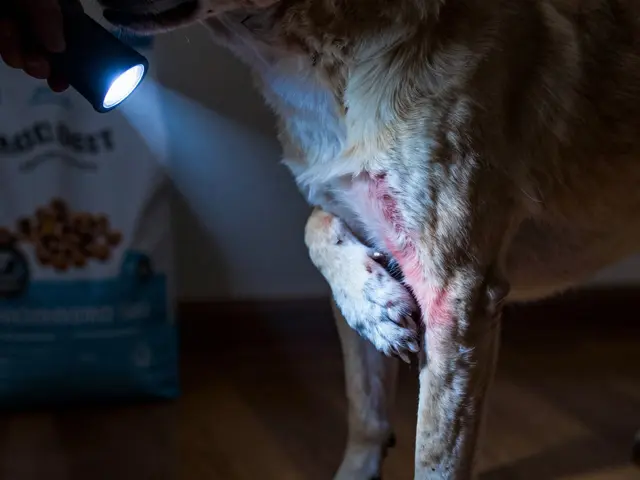 Food Additives and Dog Allergies: Identifying Common Triggers